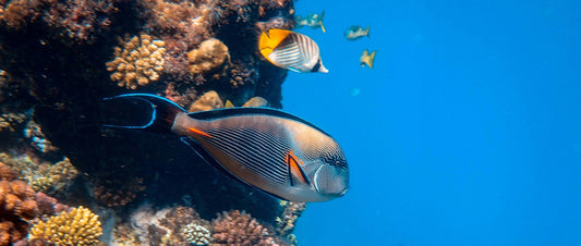 Dive Responsibly: Practical Ways to Protect the Ocean as a Diver