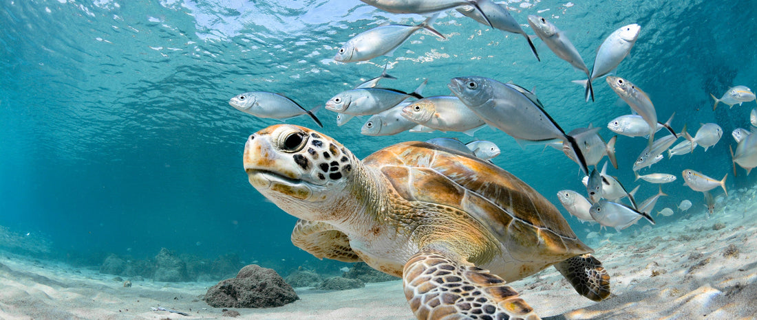 Swim with Sea Turtles: Responsible Encounters, Stunning Photos, and Safe Distance Tips