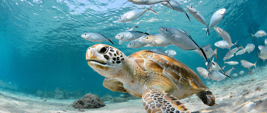 Swim with Sea Turtles: Responsible Encounters, Stunning Photos, and Safe Distance Tips