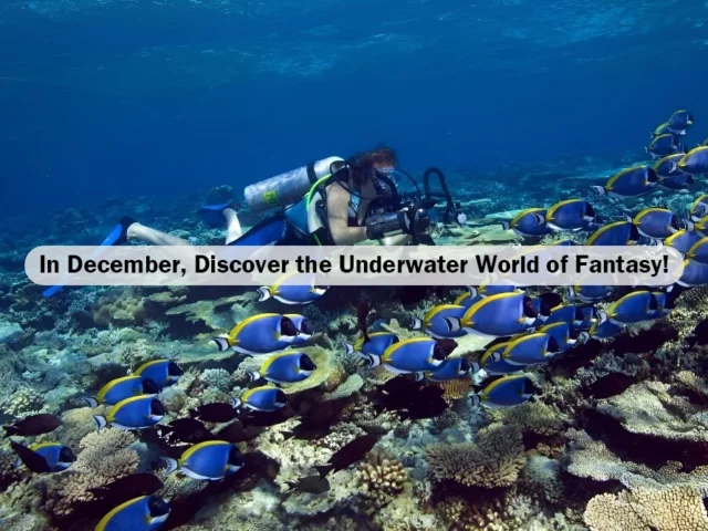 In December, Discover the Underwater World of Fantasy!