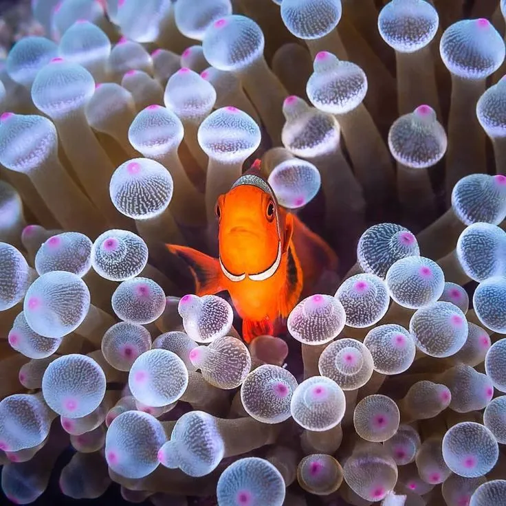 Clownfish