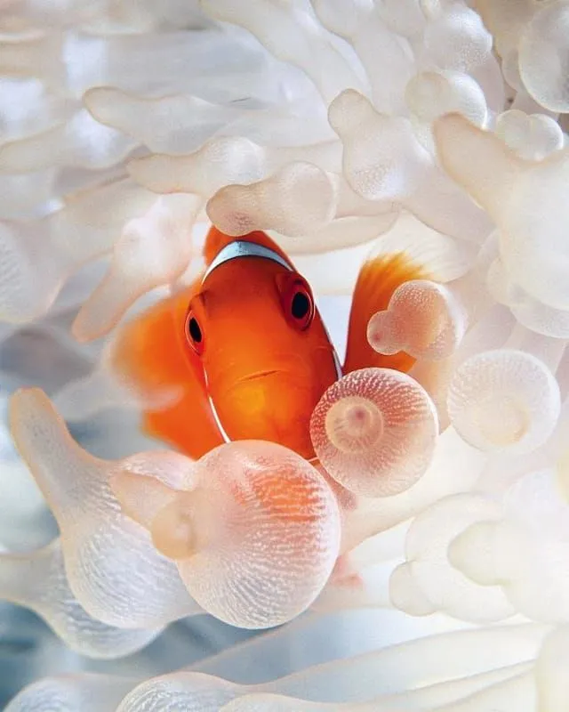 Clownfish2