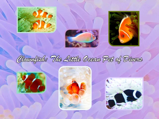 Clownfish: The Little Ocean Pet of Divers