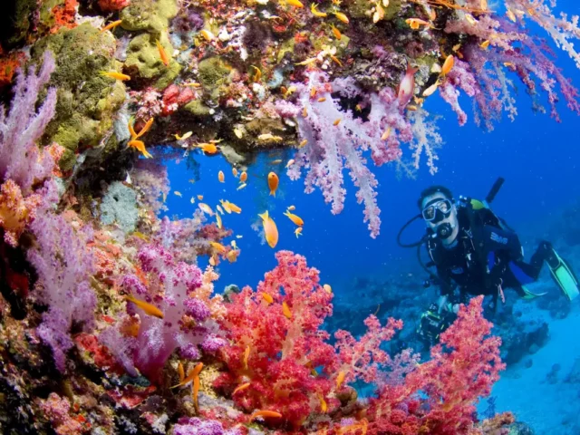 Diving and Ocean Conservation: What Can We Do?