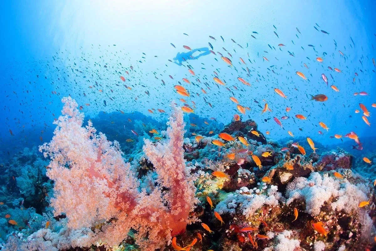 Egypt's Red Sea